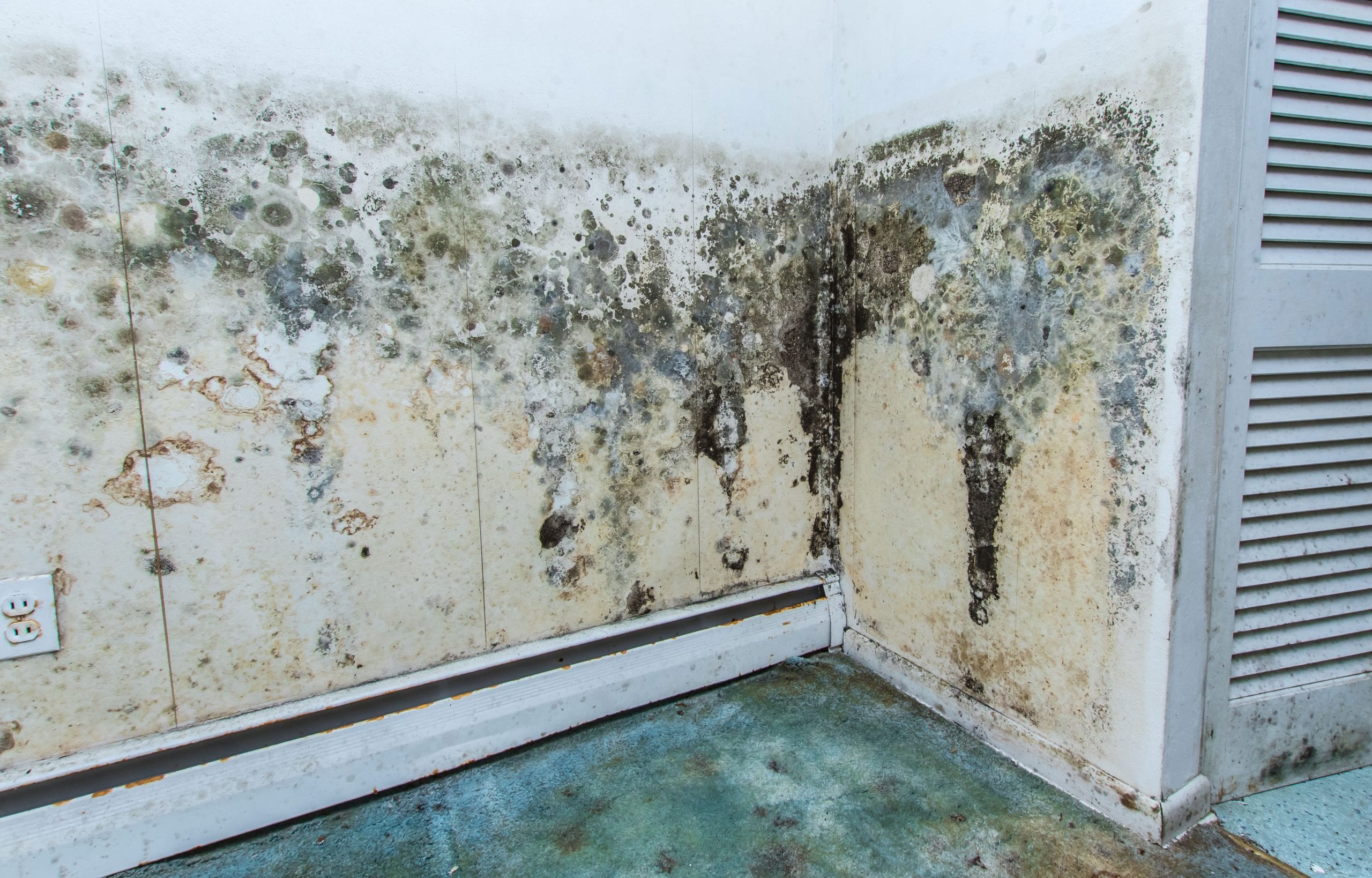 residential mold removal experts in Annapolis